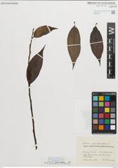 Foto von Salix pentandra L.